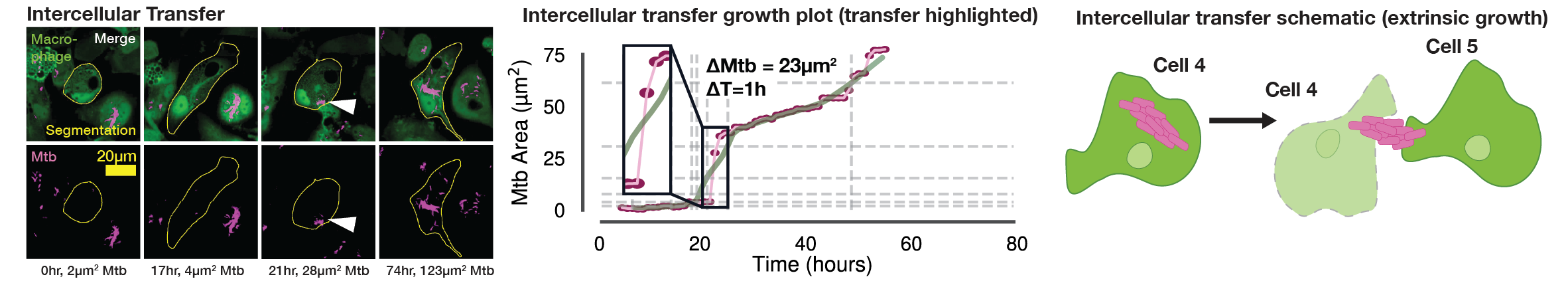 Supplementary Figure S1C